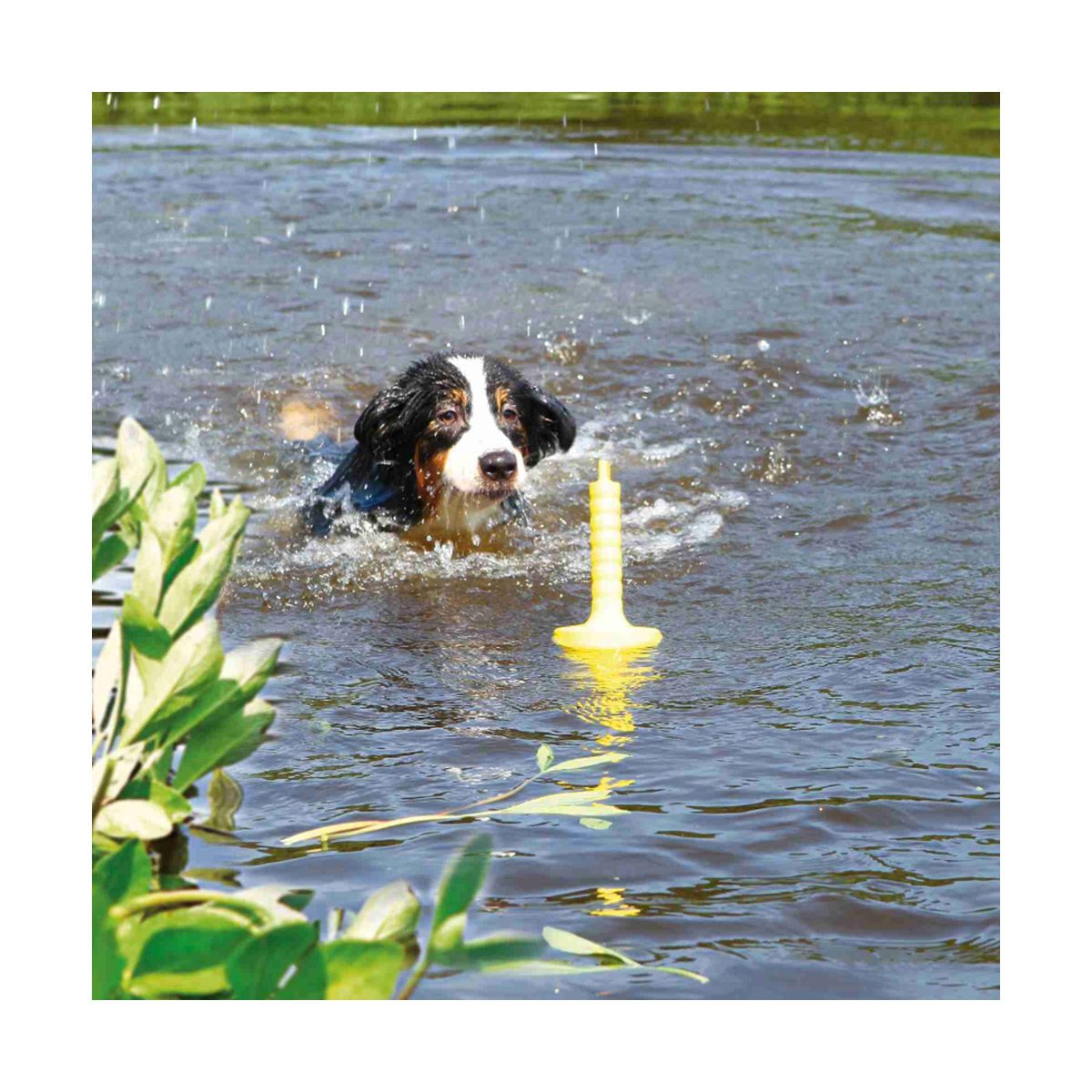 Apporteren in water