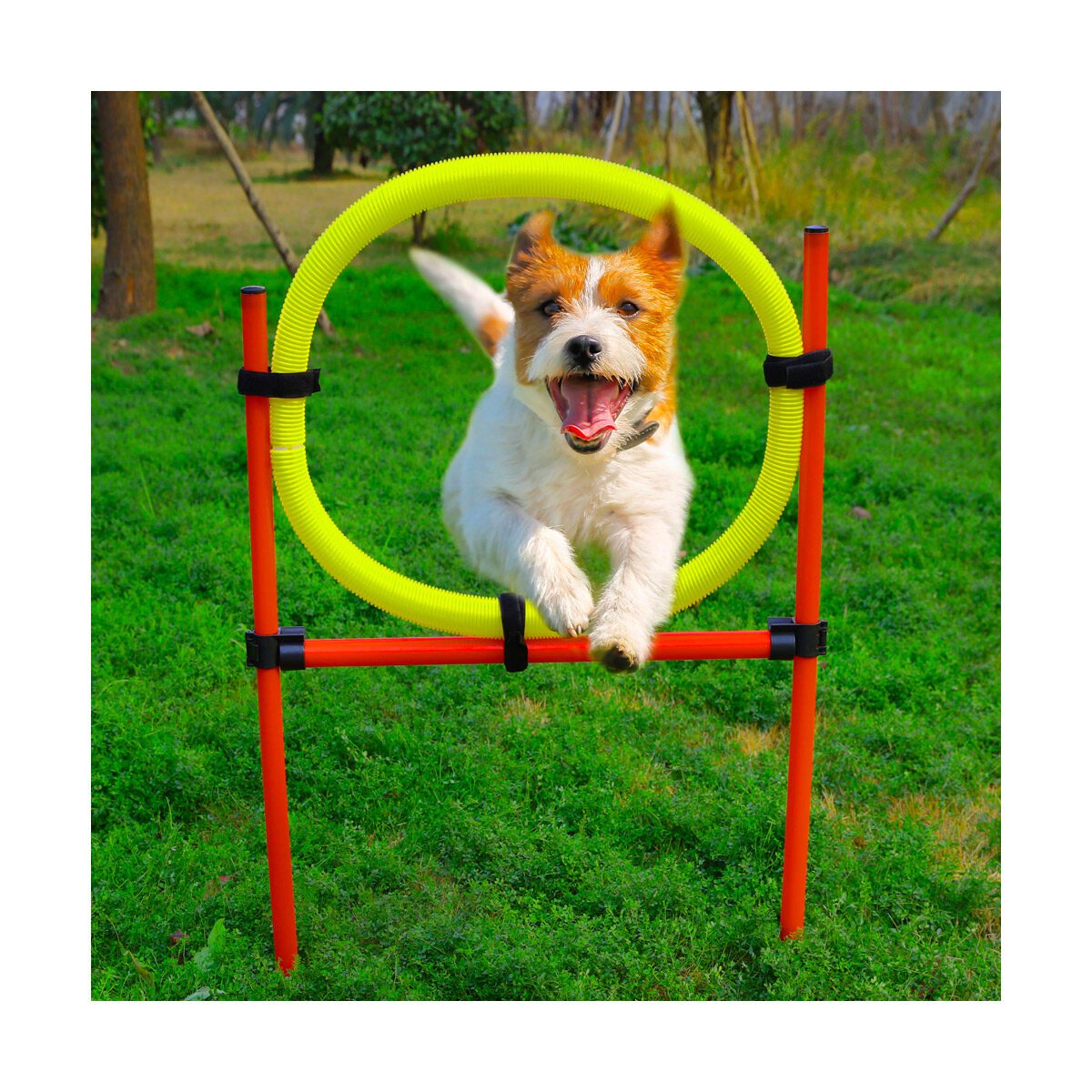 Agility toestellen hond