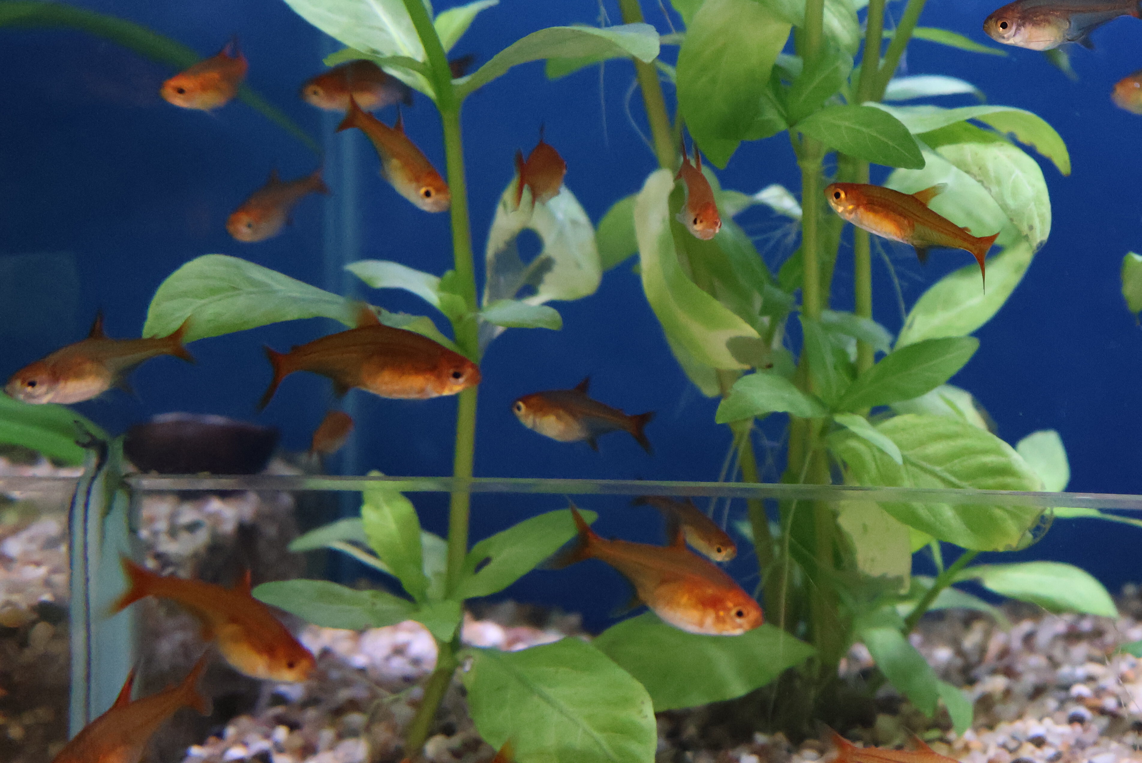 Vissen in aquarium winkel Rotterdam