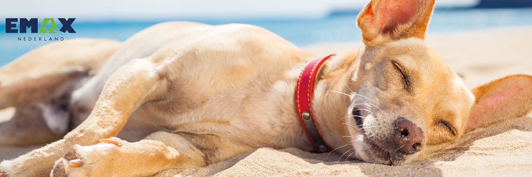 Onbezorgd op vakantie met je huisdier
