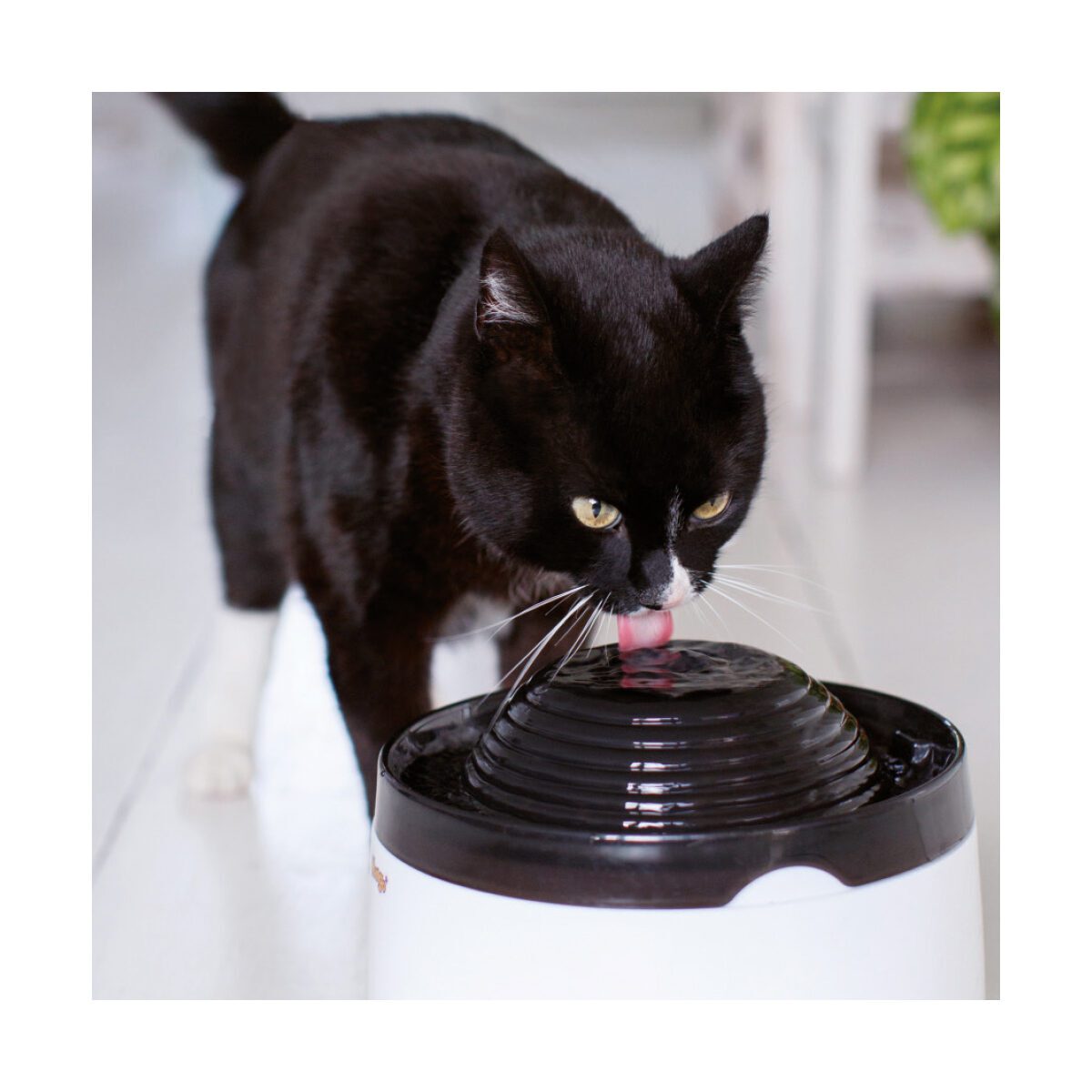 Drinkfontein voor katten