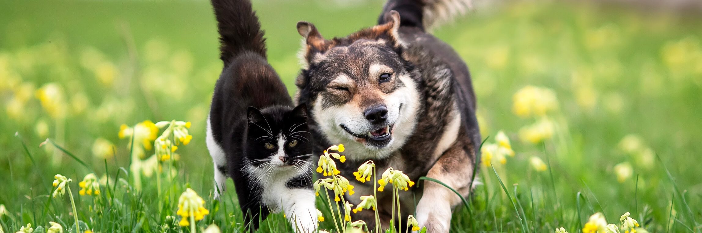 Fris kattentoilet met kat op toilet
