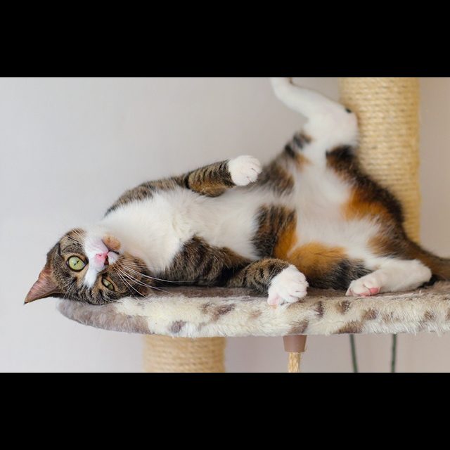 GiGwi Melody Chaser kattenspeeltje online kopen
