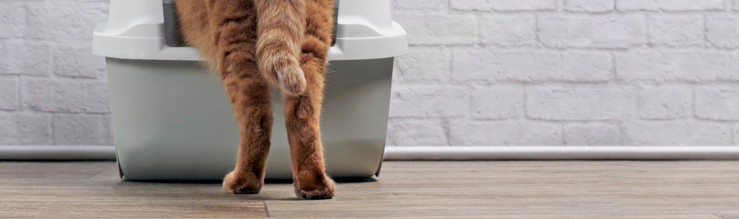 kat in vieze kattenbak gevaarlijk