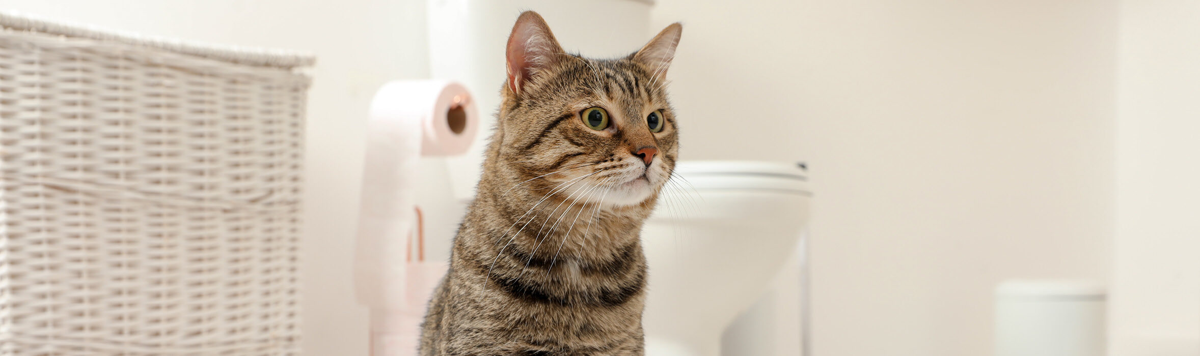 Fris kattentoilet met kat op toilet 
