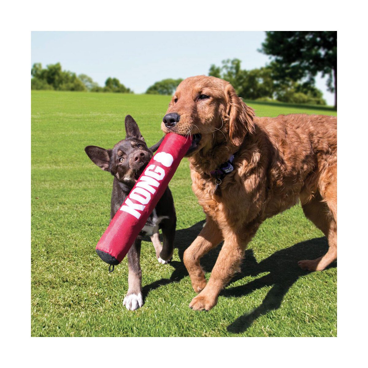 Hond rennen met stok in bek