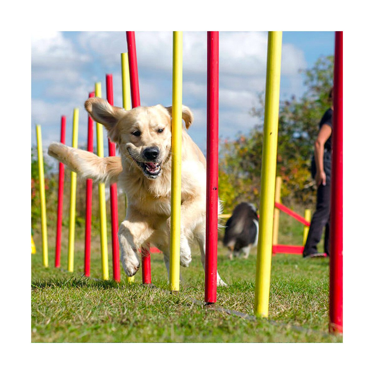 Agility set voor honden