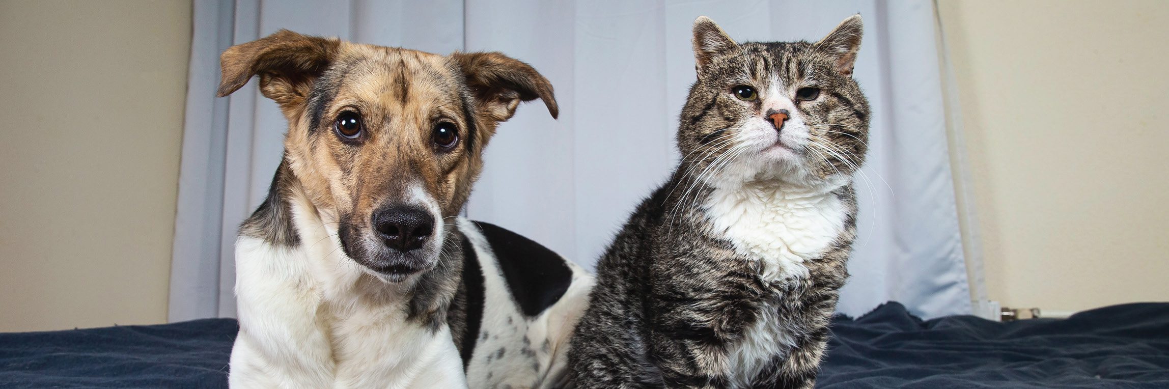 Fris kattentoilet met kat op toilet