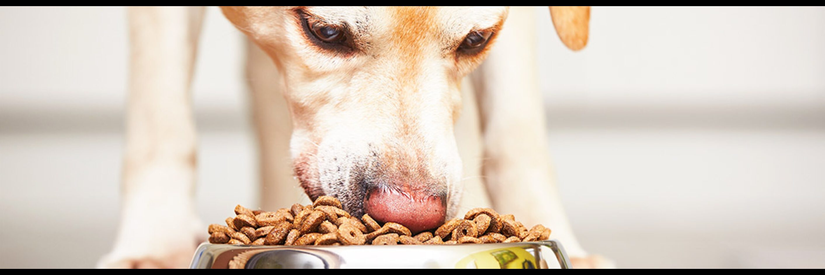 Hoogwaardig hondenvoer in Rotterdam