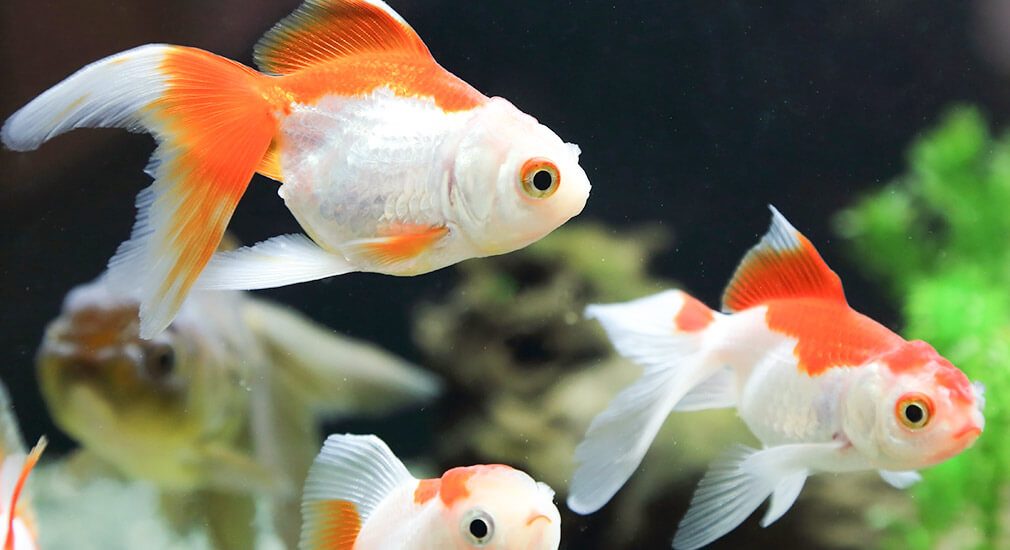 Set Van 5 Middelgrote Waterplanten Voor Aquariums - Ideaal Voor Een Levendig Onderwaterlandschap
