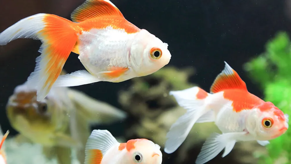 Set Van 5 Middelgrote Waterplanten Voor Aquariums - Ideaal Voor Een Levendig Onderwaterlandschap Set Van 5 Middelgrote Waterplanten Voor Aquariums - Ideaal Voor Een Levendig Onderwaterlandschap