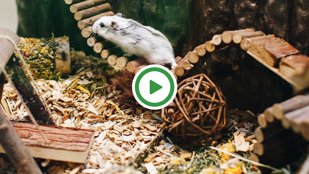 20191101 - hamsterscaping.jpg