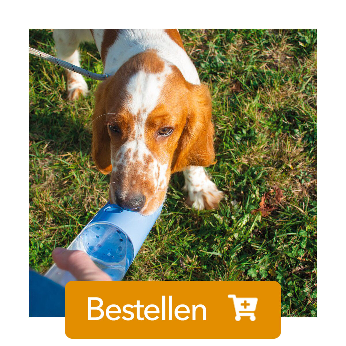 drinkfles hond